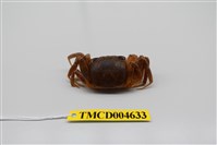 藏品(斯氏沙蟹)的圖片